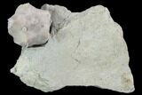 Blastoid (Pentremites) Fossil - Illinois #92233-1